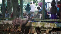 Seorang pengunjung mengajak anaknya memberikan makan hewan koleksi Taman Margasatwa Ragunan.