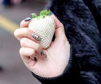 <i>White Jewel</i>, Strawberry Warna Putih Langka dengan Harga Rp 130.000 per Buah