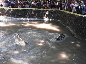 Ingin Rasakan Sensasi Memancing Buaya? Yuk ke KBS!