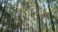 Kini nama Puncak Becici makin naik daun, terutama di sosial media setelah dikunjungi Obama. Padahal dulunya, kawasan Puncak Becici ini hanyalah hutan pinus biasa. Namun oleh warga setempat kemudian ditata untuk dikembangkan jadi destinasi wisata (Usman Hadi/detikTravel)