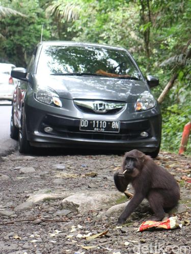  Kera makan di depan mobil pemudik yang beristirahat (Nur Abdurrahman/detikTravel)