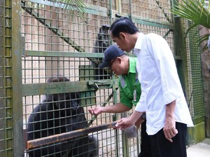 Mengenal Gorila di Ragunan yang Diberi Makan Jokowi