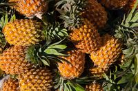 Unik! <i>Cocktail</i> Ini Disajikan dari 'Dispenser' Nanas Asli