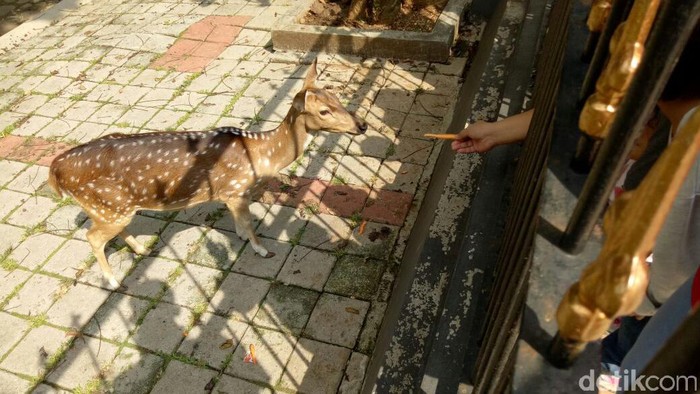 Obama Mau Datang ke Bogor, Warga Tetap Asyik Beri Makan Rusa