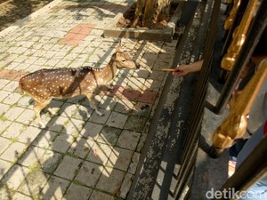 Obama Mau Datang ke Bogor, Warga Tetap Asyik Beri Makan Rusa
