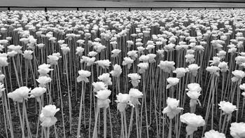 DSidney Po dari Cebu, Filipina jadi pemenang kategori Floral. Foto: IPPAWARDS