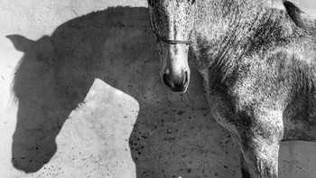 Kategori Animals dimenangi Francesca Tonogutti dari Milan, Italy. Menggunakan iPhone 6. Foto: IPPAWARDS