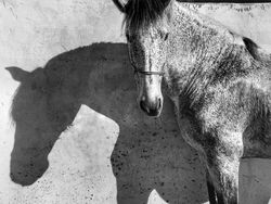 Deretan Jawara iPhone Photography Awards