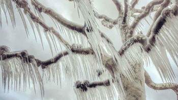 Kategori Trees dimenangi Magali Chesnel dari Prancis. Foto: IPPAWARDS