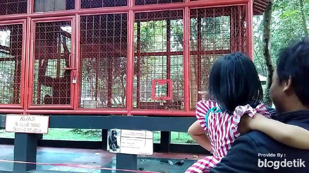 Pengunjung melihat siamang di luar garis police line