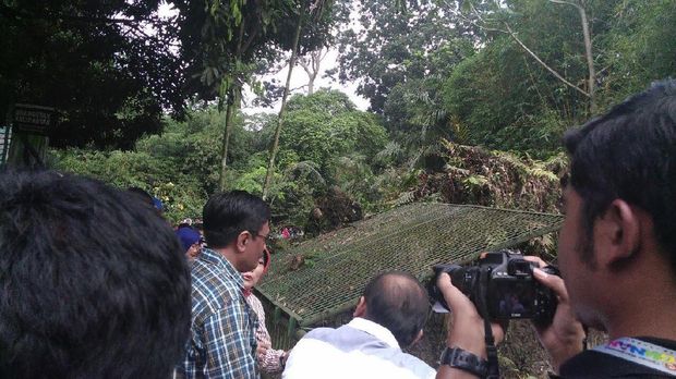 Djarot Cari Jodoh untuk 3 Gorila Jantan di Ragunan