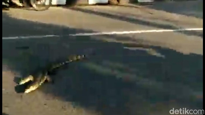 Bikin Kaget! Ada Biawak Nyeberang di Tanjung Barat Jaksel