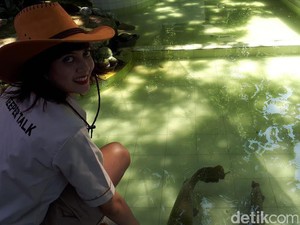 Keeper Cantik di Tengah Hewan Buas Koleksi Kebun Binatang Surabaya