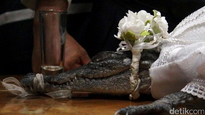 Wali Kota di Meksiko Menikahi Seekor Buaya