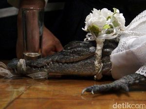 Wali Kota di Meksiko Menikahi Seekor Buaya