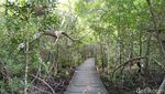 Lebaran Usai, Siapkan Liburan ke Hutan Mangrove Karimunjawa