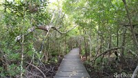 Tertutup dengan pohon-pohon mangrove yang rimbun dan guguran daun-daun kering, membuat jalur treking terlihat makin instagenic. Traveler pasti tidak tahan untuk berpose instagrammable di sini (Bonauli/detikTravel)