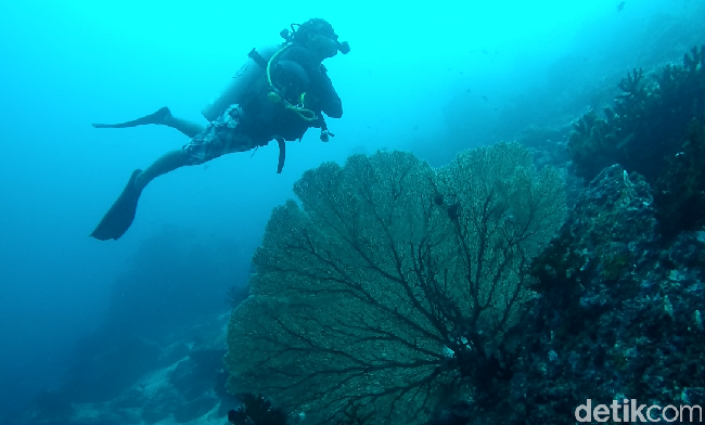 Aneka Spot Diving Terbaik di Sabang