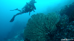 Foto: Alam Bawah Laut Sabang yang Bikin Jatuh Cinta