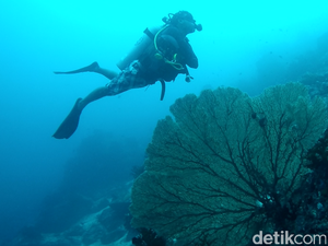 Aneka Spot Diving Terbaik di Sabang