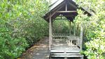 Lebaran Usai, Siapkan Liburan ke Hutan Mangrove Karimunjawa