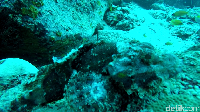 Bisa menyamar seperti habitatnya, hewan ini bernama ikan kodok. Ia tinggal di daerah batu karang (Bonauli/detikTravel)