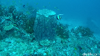 Spot diving Arus Bale berada di antara pulau Rubiah dan Seulako. Layaknya surga bawah laut, di spot ini kamu akan menemukan banyak pemandangan (Bonauli/detikTravel)