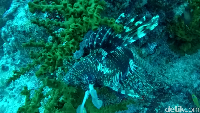 Buat kamu yang suka dengan lion fish, nampaknya spot ini sangat cocok untuk kamu. Kamu akan dimanjakan dengan lion fish yang bertebaran (Bonauli/detikTravel)