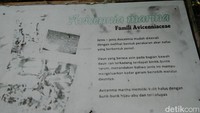 Ada pula papan-papan informasi mengenai mangrove di beberapa titik. Kamu bisa tahu dan kenal jenis mangrove yang ada di depan kamu (Bonauli/detikTravel)