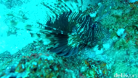 Hewan satu ini agak sulit di temukan saat siang hari, lion fish. Tapi di sini kamu bisa bertemu dengan hewan norcturnal cantik ini (Bonauli/detikTravel)