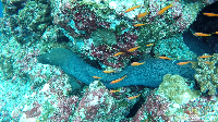 Bukan ular, ini adalah muray atau belut laut. Muray berukuran cukup panjang dan tinggal di dalam celah karang (Bonauli/detikTravel)