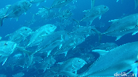 Kekayaan bawah laut Sabang memang patut di jaga. Lihat saja, kamu bisa bertemu dengan schooling Giant Traveli atau ikan kuwe yang notabene sangat sulit untuk ditemui (Bonauli/detikTravel)