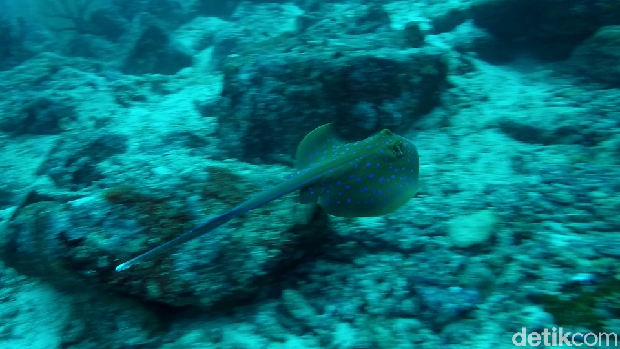 Blue spot stingray (Bonauli/detikTravel)