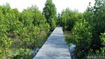 Lebaran Usai, Siapkan Liburan ke Hutan Mangrove Karimunjawa
