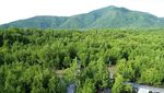 Lebaran Usai, Siapkan Liburan ke Hutan Mangrove Karimunjawa