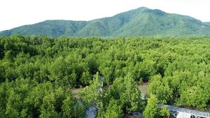 Lebaran Usai, Siapkan Liburan ke Hutan Mangrove Karimunjawa