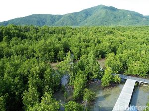 Lebaran Usai, Siapkan Liburan ke Hutan Mangrove Karimunjawa