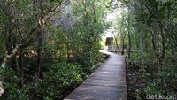 Traveler bisa treking sepanjang 2 km ke dalam hutan mangrove yang sudah dibangun papan kayu (Bonauli/detikTravel)