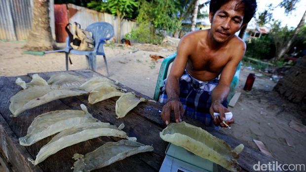 Hasil penjualan gelembung ikan cukup untuk hidup sebulan.