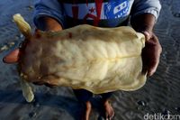 Gelembung ikan Foto Hasan Al Habshy