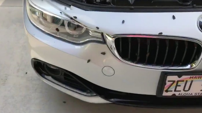 Parkir Lama di Bandara, Mobil Ini Dikerubungi Kecoa