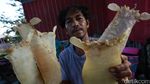 Berburu Gelembung Ikan Ratusan Juta Rupiah
