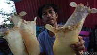 Benda ini adalah gelembung ikan. Para nelayan di Merauke, Provinsi Papua, banyak yang memburunya di lautan. Benda mirip kerupuk mentah ini bila dikumpulkan harganya bisa ratusan juta Rupiah.