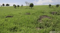 Yang perlu diperhatikan adalah agar Anda tidak masuk ketempat yang dilarang seperti kandang sapi serta padang rumput yang dilarang karena konon kata penjaga setempat bahwa di padang rumput banyak terdapat kutu sapi yang jika digigit ke bagian kulit kepalanya akan tinggal dan menyebabkan gatal-gatal yang luar biasa. Oleh karena itu tetap taati instruksi yang diberikan oleh petugas.