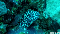Muray tak cuma berukuran besar tapi juga bercorak sangat cantik. Muray satu ini bercorak mirip leopard (Bonauli/detikTravel)