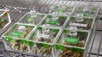 Bisnis Ganja Sudah Legal di Kota Ini