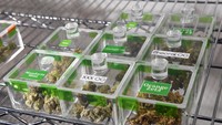 Ganja berbagai jenis yang dijual bebas di Las Vegas, Nevada. Ethan Miller/Getty Images.