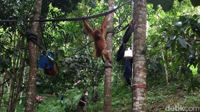 Foto: Dubes Amerika Serikat saat berkunjung ke Stasiun Karantina Orangutan Di Desa Batumbelin, Kecamatan Sibolangit, Kabupaten Deli Serdang, Sumatera Utara (Sumut). (Foto: Jefris Santama/detikcom)‎