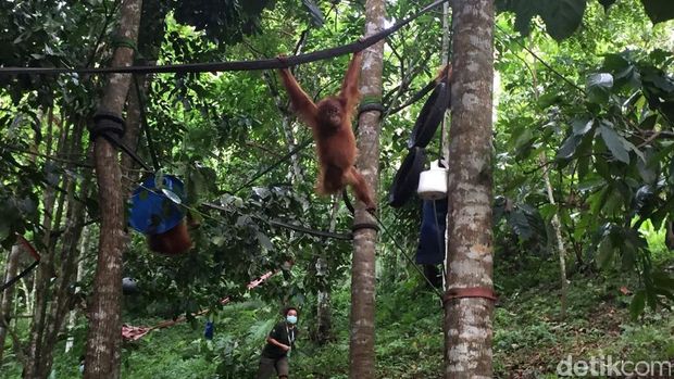 Dubes Amerika Kunjungi Pusat Orangutan di Deli Serdang