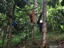 Orangutan Sumatera Kuasai Teknik Bangun Sarang dengan Amati-Tiru-Modifikasi